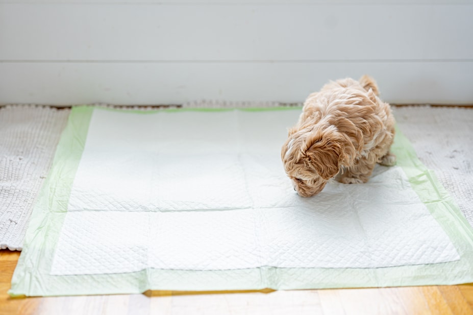 potty pad training