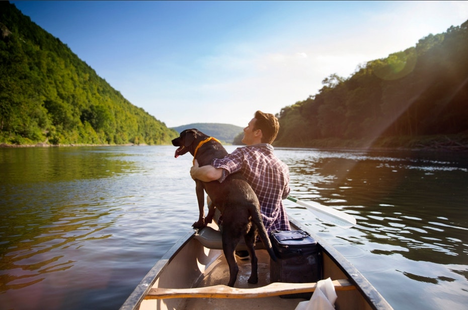 Dog Obedience Training Img