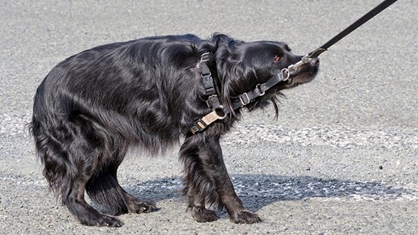 COMMON DOG TRAINING MISTAKES