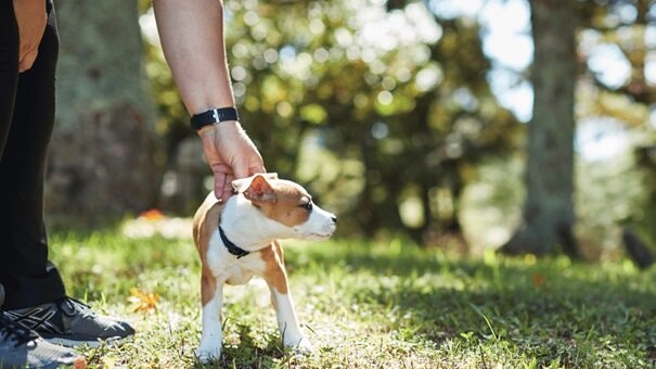 HOW TO HAVE AN “EASY” PUPPY