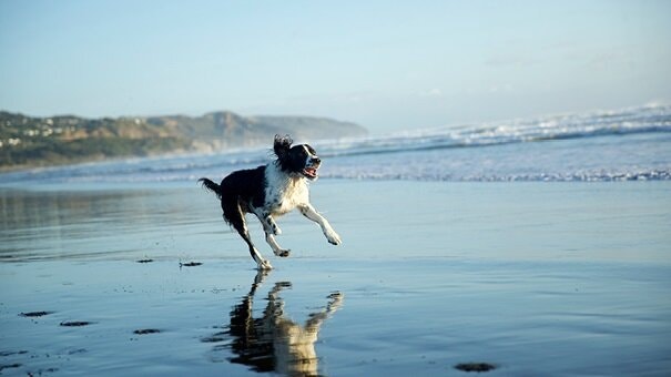 HOW TO KEEP YOUR DOG’S EARS SWITCHED ON WHEN YOU’RE OUT AND ABOUT