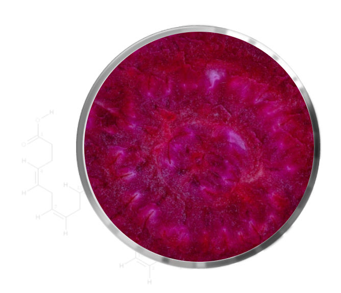 Fermentable Prebiotic Fibre