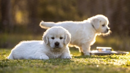 goldens with food bowl