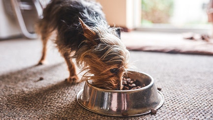 Advance M4 Slowing Dogs Eating