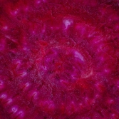 freeze dried beetroot