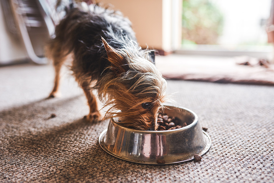Image result for Slowing Down Your Dog's Eating | ADVANCE