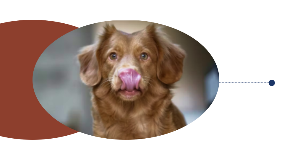 why my dog not eating